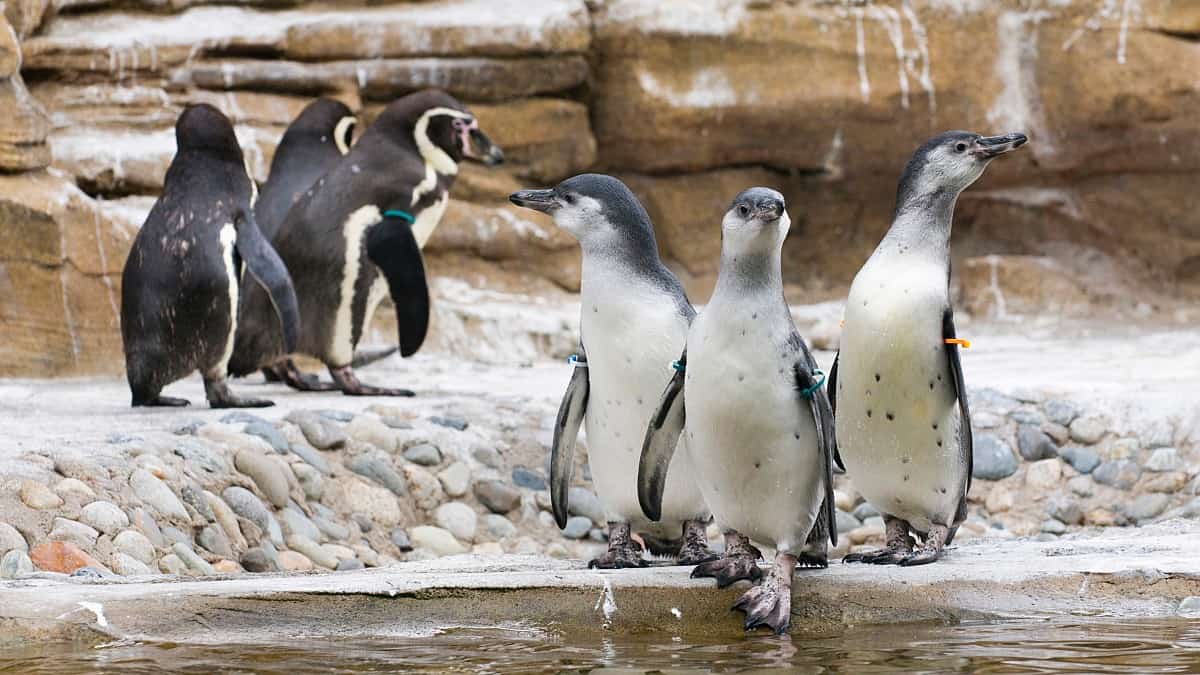 https://mdw-travel-data-us-east-1.s3.amazonaws.com/img/country/United-States/Woodland-Park-Zoo/img_03.jpg