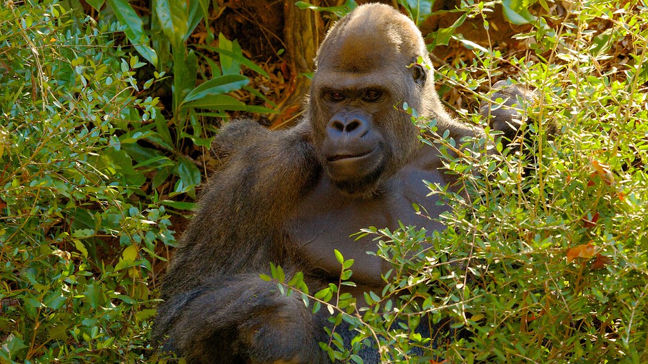 https://mdw-travel-data-us-east-1.s3.amazonaws.com/img/country/United-States/Zoo-Atlanta/img_01.jpg