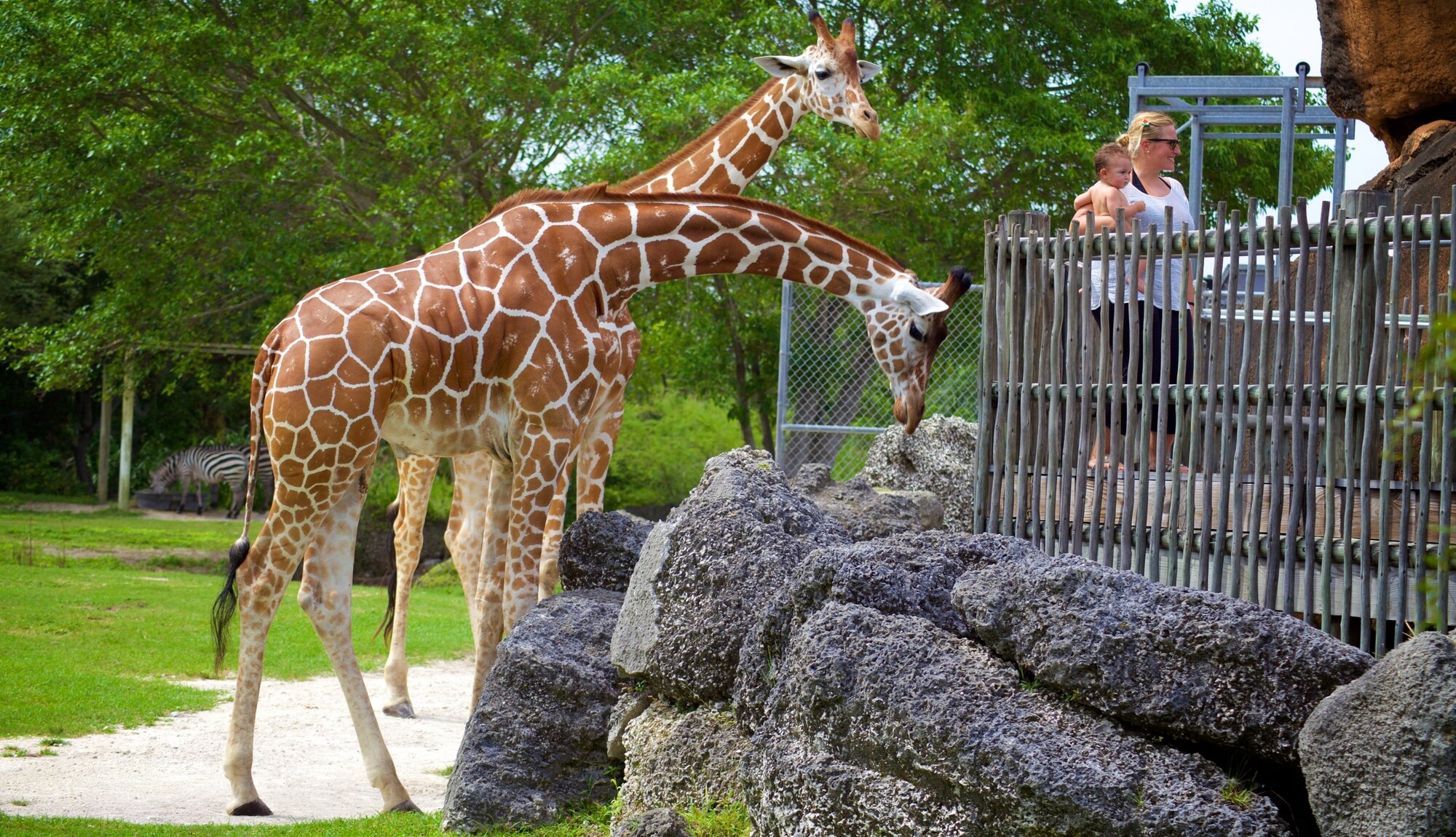 https://mdw-travel-data-us-east-1.s3.amazonaws.com/img/country/United-States/Zoo-Miami/img_03.jpg
