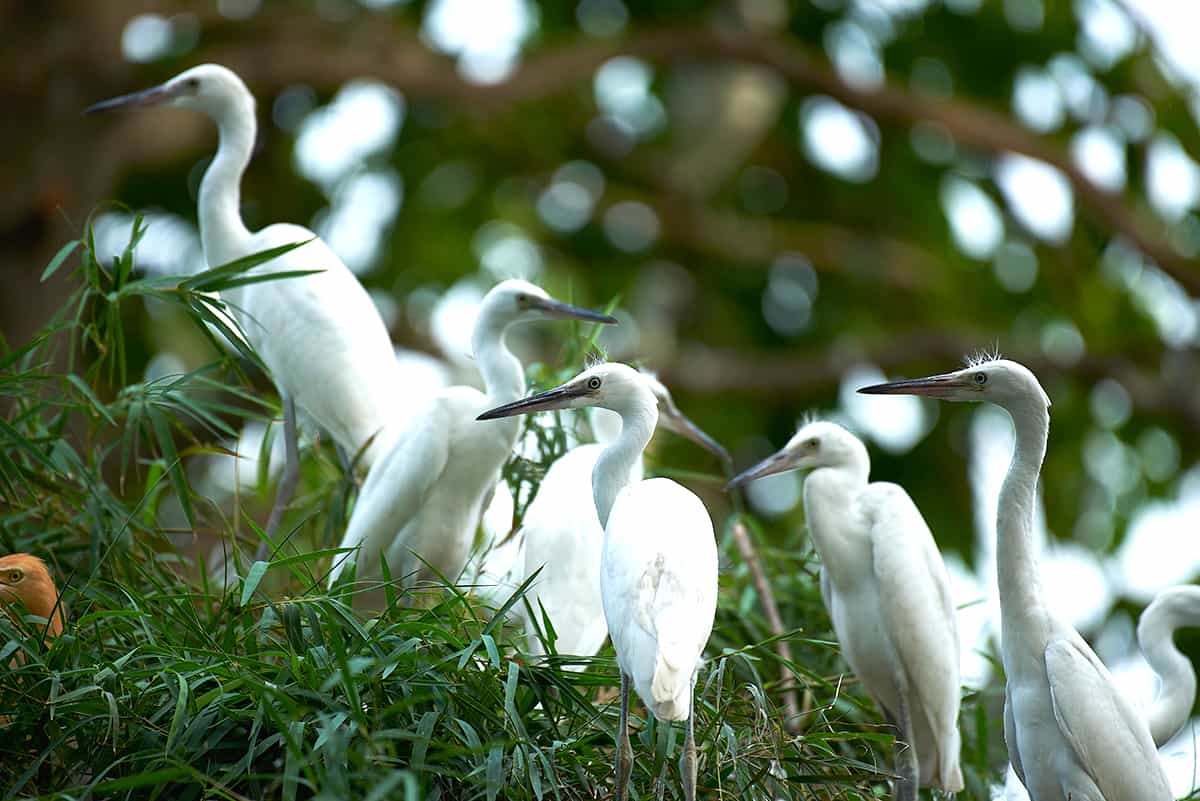 https://mdw-travel-data-us-east-1.s3.amazonaws.com/img/country/Vietnam/Bang-Lang-Stork-Sanctuary/img_01.jpg