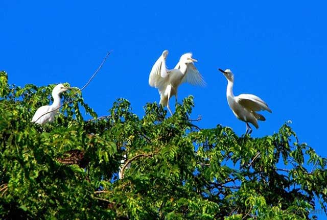 https://mdw-travel-data-us-east-1.s3.amazonaws.com/img/country/Vietnam/Bang-Lang-Stork-Sanctuary/img_03.jpg
