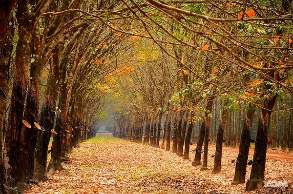 https://mdw-travel-data-us-east-1.s3.amazonaws.com/img/country/Vietnam/Binh-Phuoc-Province/img_04.jpg