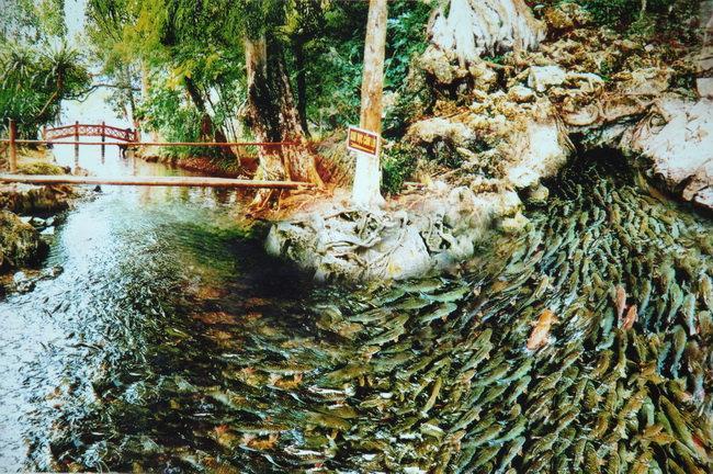 https://mdw-travel-data-us-east-1.s3.amazonaws.com/img/country/Vietnam/Cam-Luong-Fish-Stream/img_01.jpg