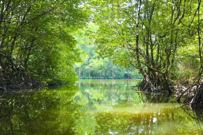 https://mdw-travel-data-us-east-1.s3.amazonaws.com/img/country/Vietnam/Can-Gio-Mangrove-Forest/img_02.jpg