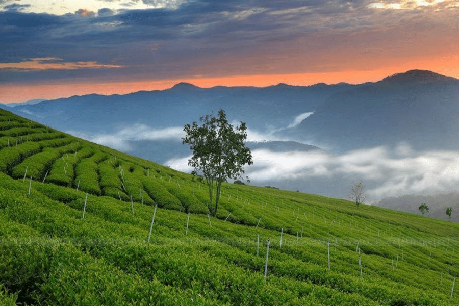 https://mdw-travel-data-us-east-1.s3.amazonaws.com/img/country/Vietnam/Cau-Dat-Tea-Hill/img_00.jpg