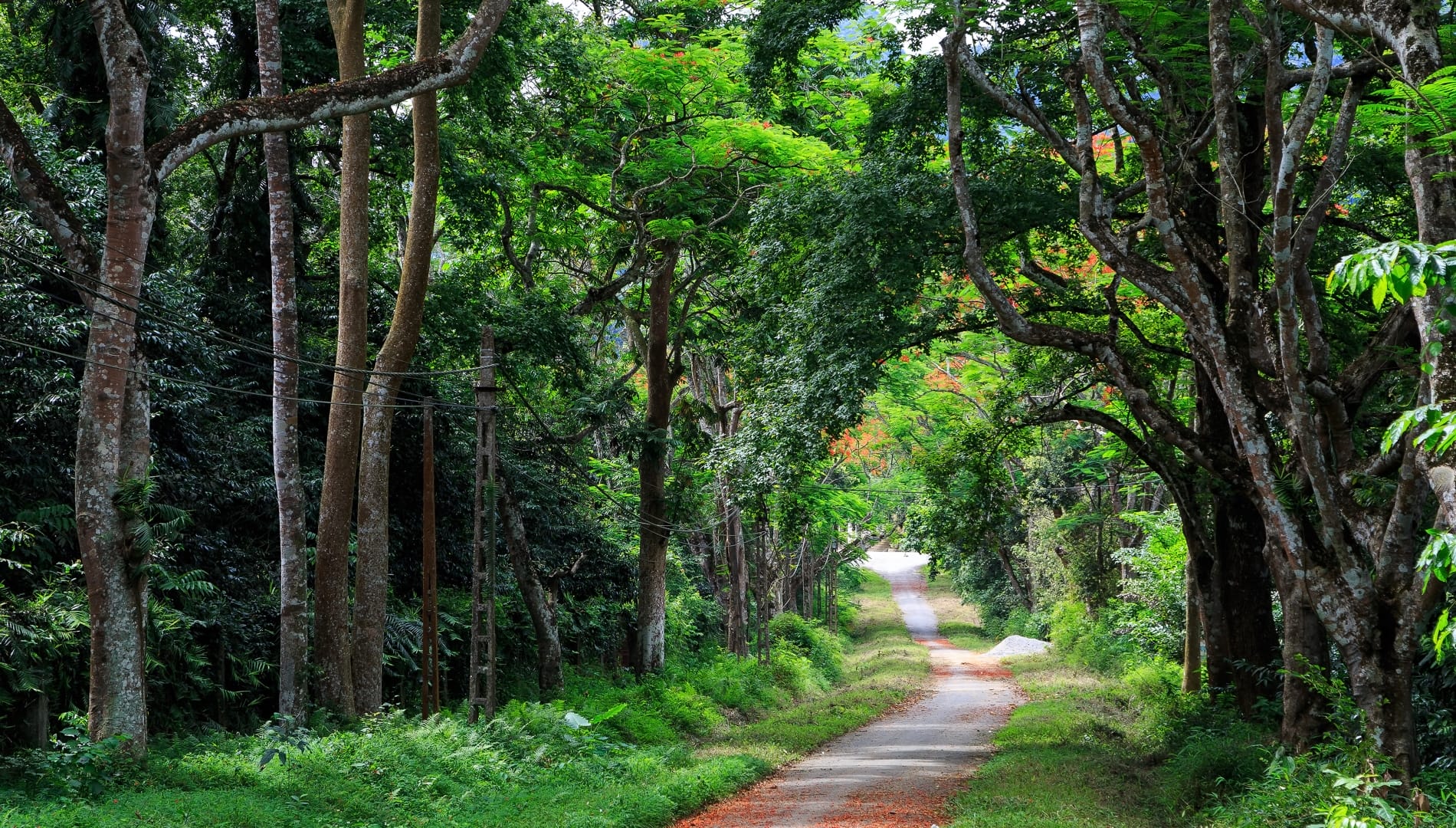 https://mdw-travel-data-us-east-1.s3.amazonaws.com/img/country/Vietnam/Cuc-Phuong-National-Park/img_01.jpg