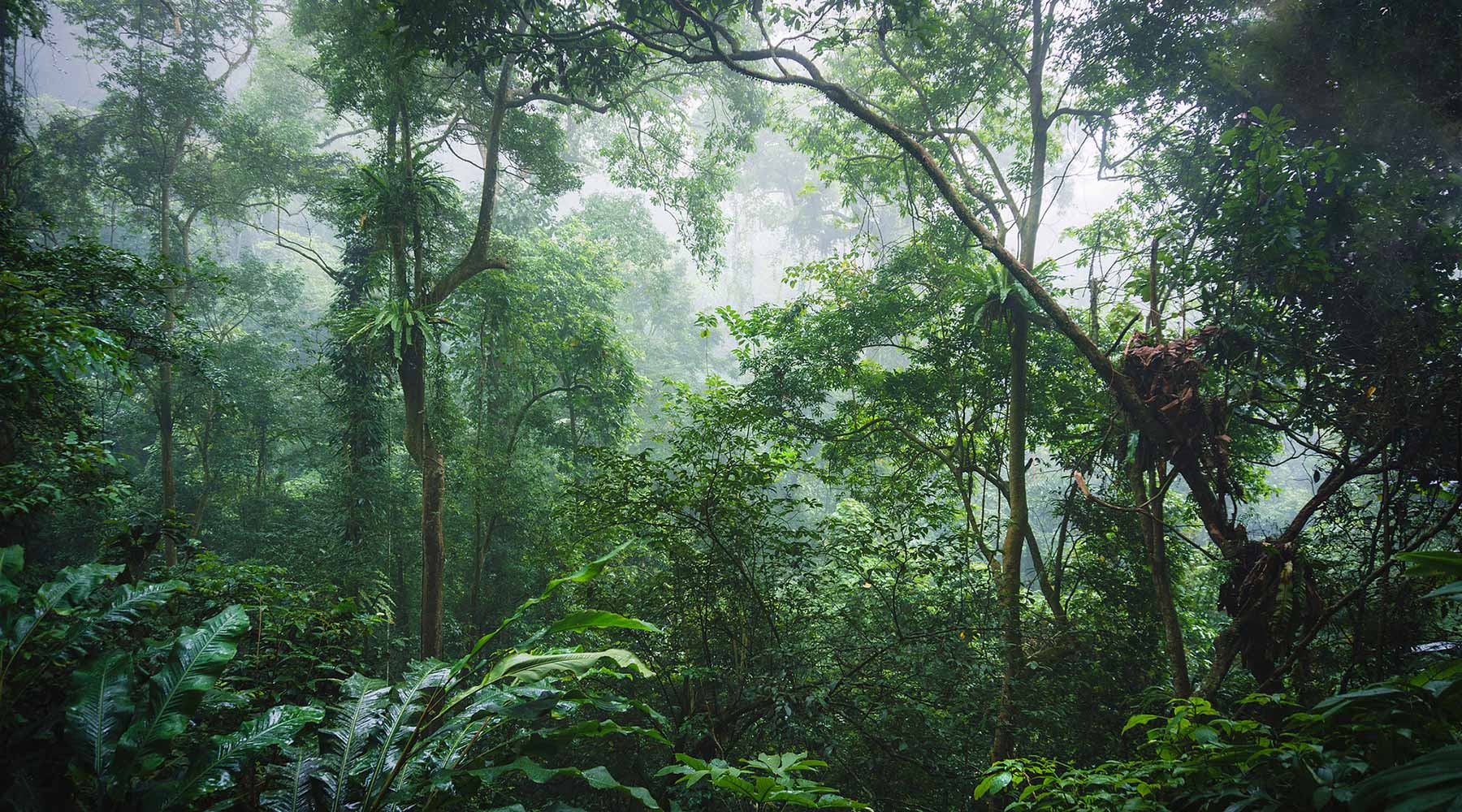 https://mdw-travel-data-us-east-1.s3.amazonaws.com/img/country/Vietnam/Cuc-Phuong-National-Park/img_02.jpg