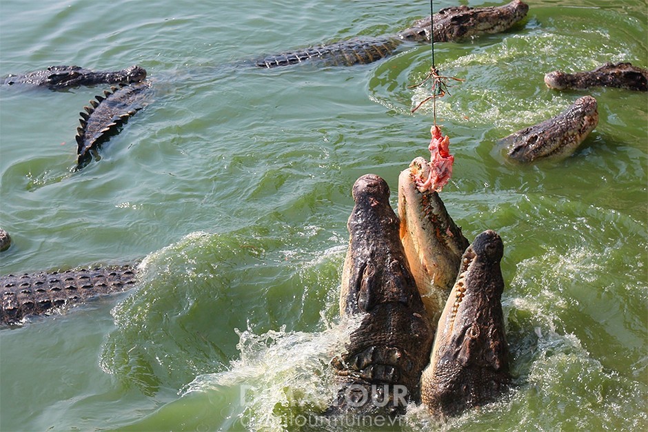 https://mdw-travel-data-us-east-1.s3.amazonaws.com/img/country/Vietnam/Dong-Tam-Crocodile-Farm/img_00.jpg