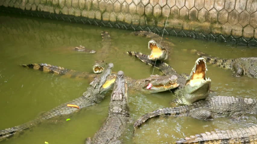 https://mdw-travel-data-us-east-1.s3.amazonaws.com/img/country/Vietnam/Dong-Tam-Crocodile-Farm/img_02.jpg