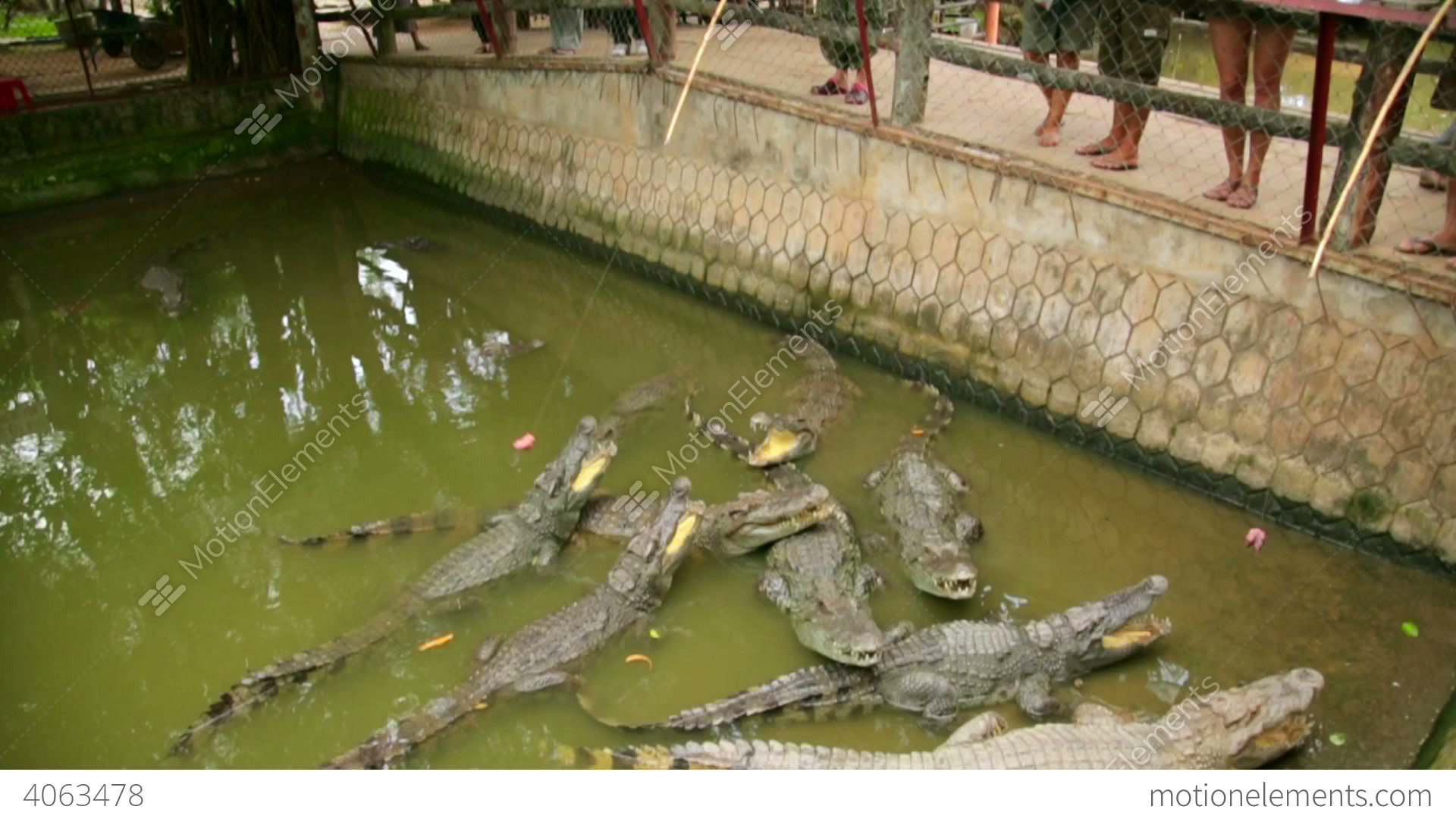 https://mdw-travel-data-us-east-1.s3.amazonaws.com/img/country/Vietnam/Dong-Tam-Crocodile-Farm/img_03.jpg