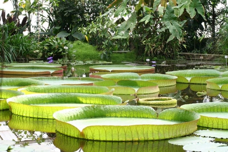 https://mdw-travel-data-us-east-1.s3.amazonaws.com/img/country/Vietnam/Dong-Tam-Longan-Garden/img_01.jpg