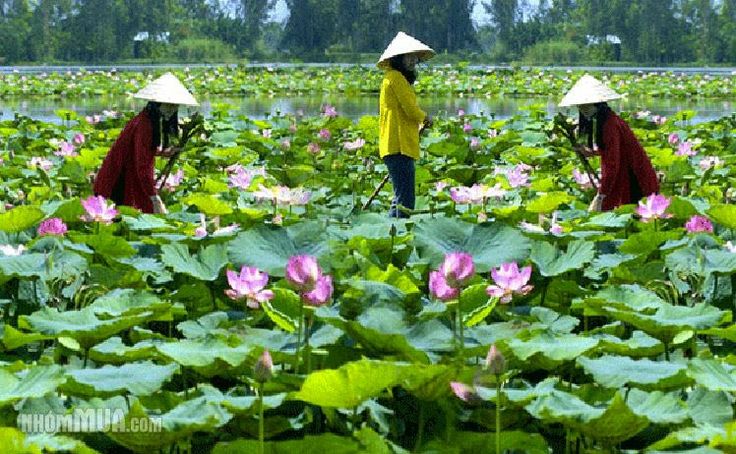 https://mdw-travel-data-us-east-1.s3.amazonaws.com/img/country/Vietnam/Dong-Thap-Muoi-Eco-Tourism-Area/img_01.jpg