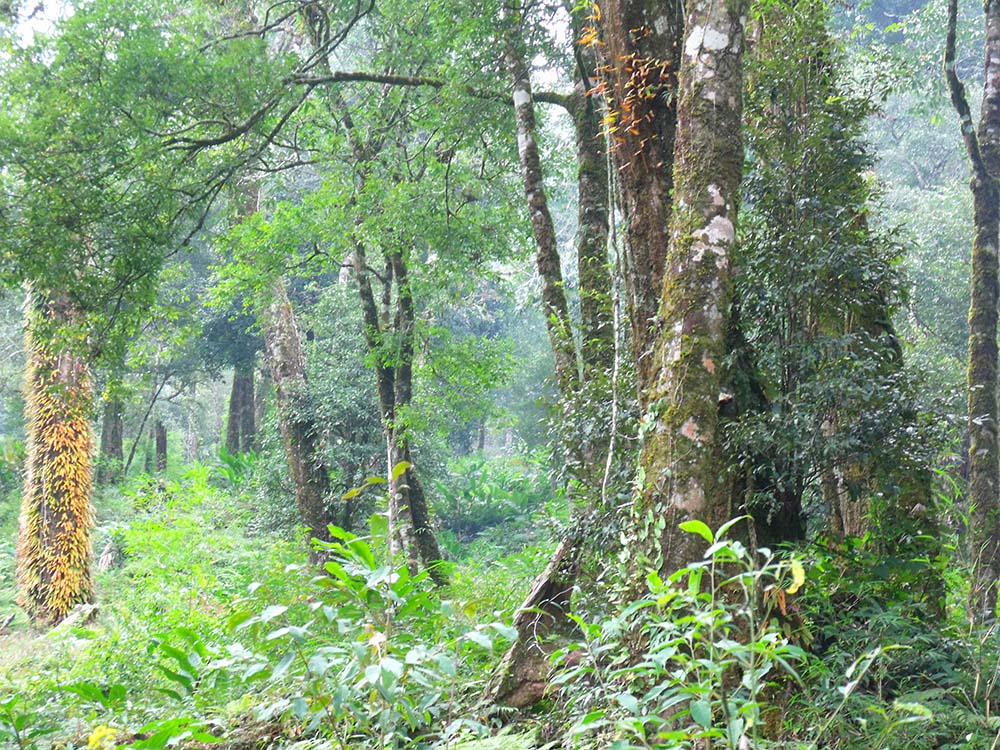 https://mdw-travel-data-us-east-1.s3.amazonaws.com/img/country/Vietnam/Hoang-Lien-National-Park/img_04.jpg
