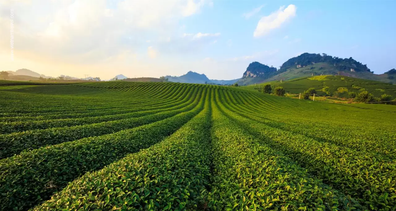 https://mdw-travel-data-us-east-1.s3.amazonaws.com/img/country/Vietnam/Moc-Chau-Plateau/img_01.jpg