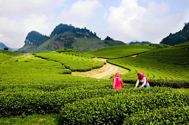 https://mdw-travel-data-us-east-1.s3.amazonaws.com/img/country/Vietnam/Moc-Chau-Plateau/img_03.jpg