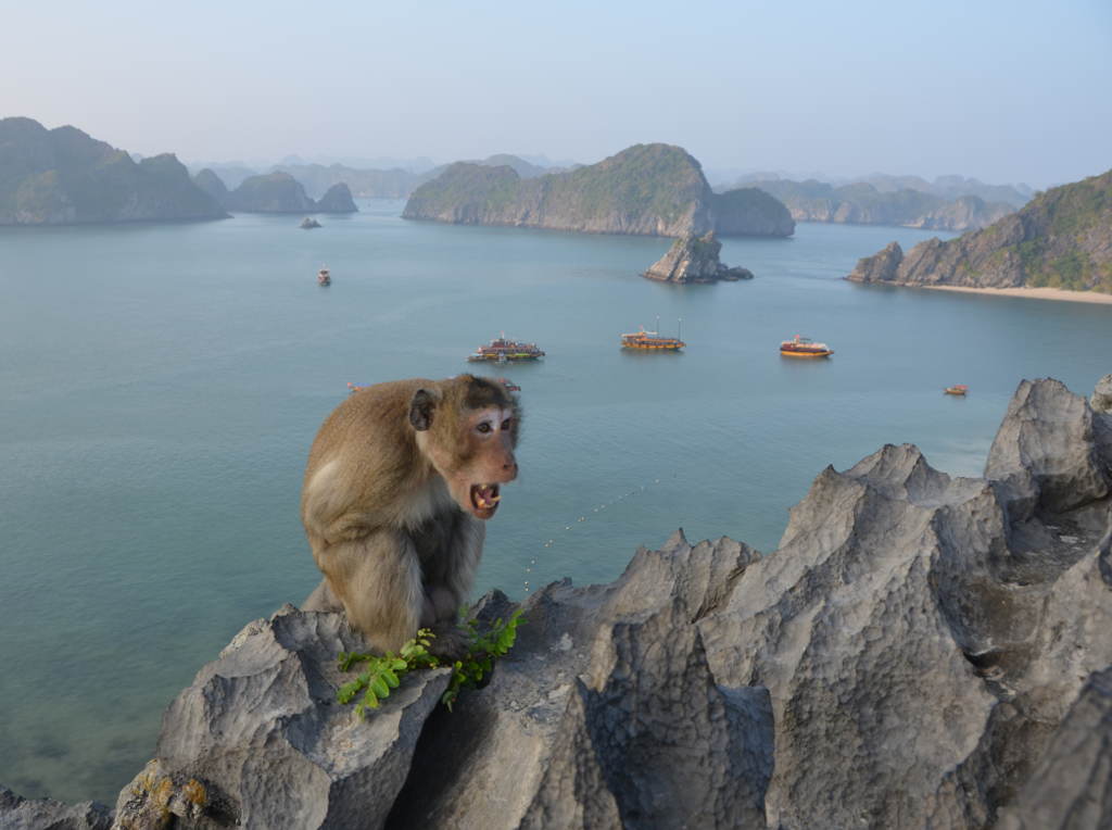 https://mdw-travel-data-us-east-1.s3.amazonaws.com/img/country/Vietnam/Monkey-Island/img_01.jpg