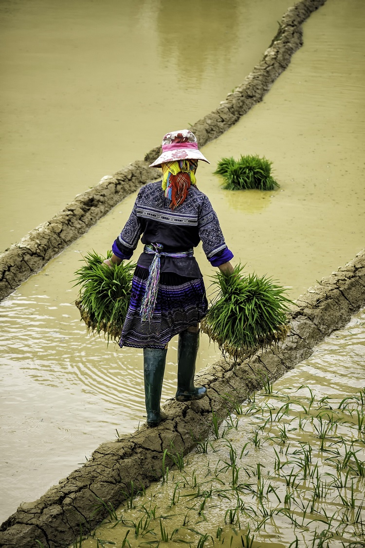 https://mdw-travel-data-us-east-1.s3.amazonaws.com/img/country/Vietnam/Mu-Cang-Chai-Terraced-Fields/img_03.jpg