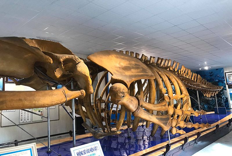 https://mdw-travel-data-us-east-1.s3.amazonaws.com/img/country/Vietnam/National-Oceanographic-Museum-of-Vietnam/img_03.jpg