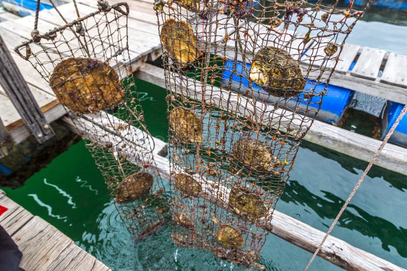 https://mdw-travel-data-us-east-1.s3.amazonaws.com/img/country/Vietnam/Pearl-Farm/img_01.jpg