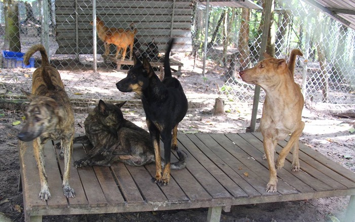 https://mdw-travel-data-us-east-1.s3.amazonaws.com/img/country/Vietnam/Phu-Quoc-Dog-Farm/img_02.jpg