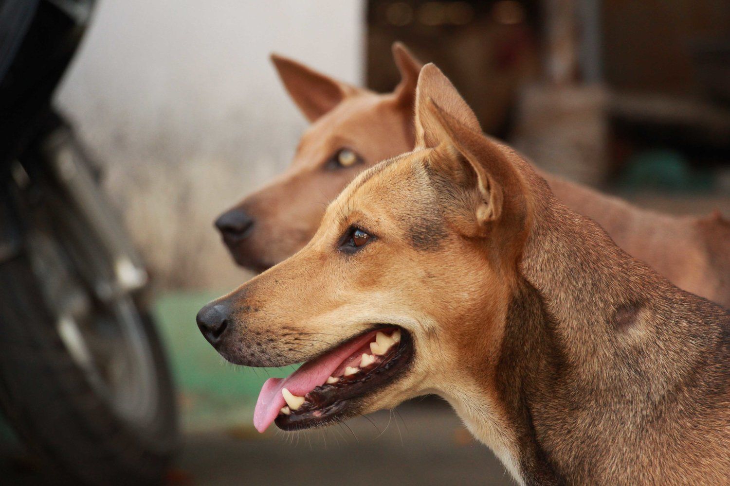 https://mdw-travel-data-us-east-1.s3.amazonaws.com/img/country/Vietnam/Phu-Quoc-Dog-Farm/img_03.jpg