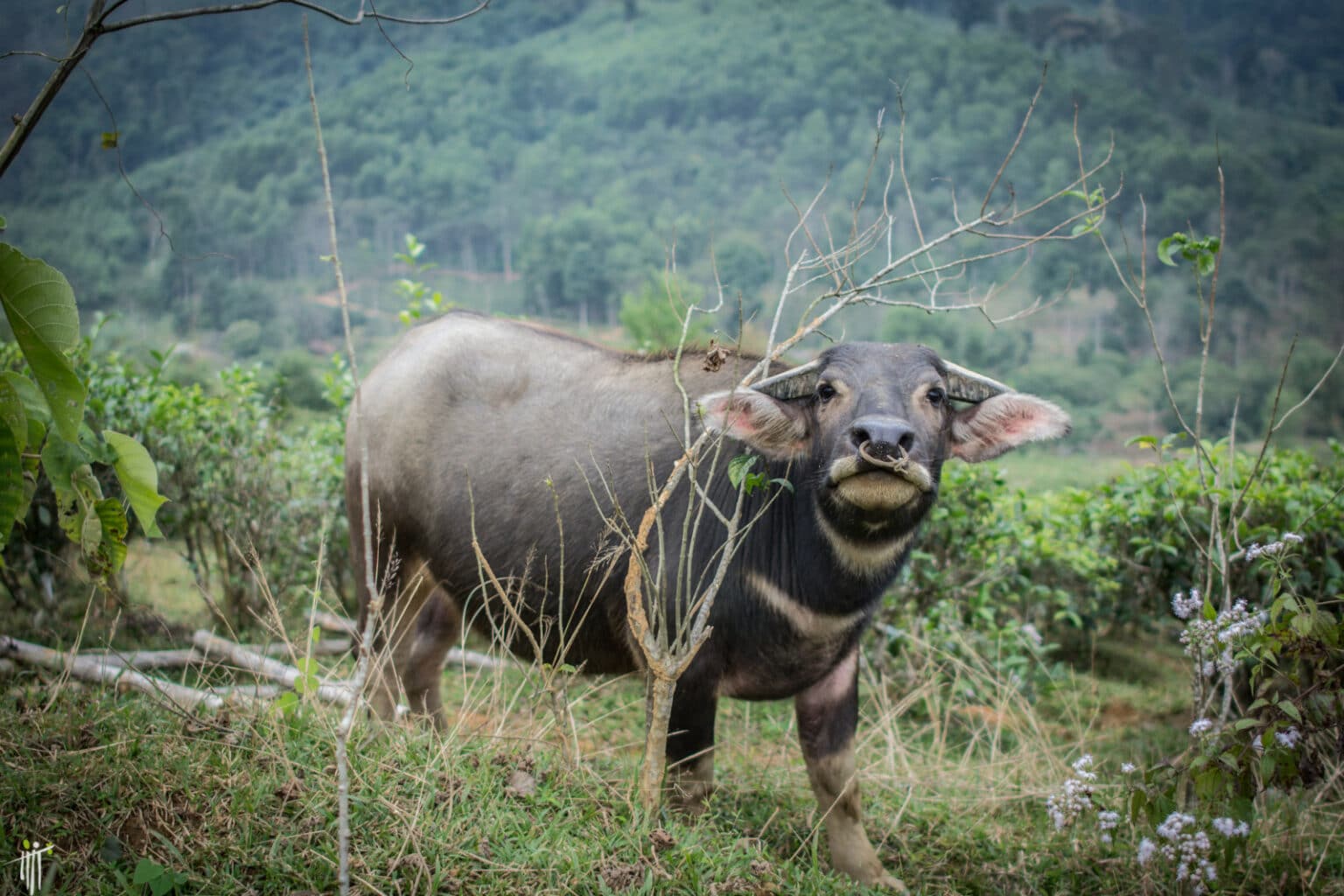https://mdw-travel-data-us-east-1.s3.amazonaws.com/img/country/Vietnam/Pu-Mat-National-Park/img_02.jpg